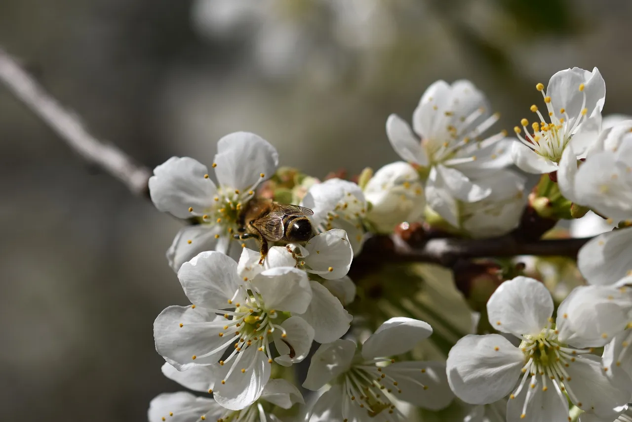 cherry blossoms pl 4.jpg