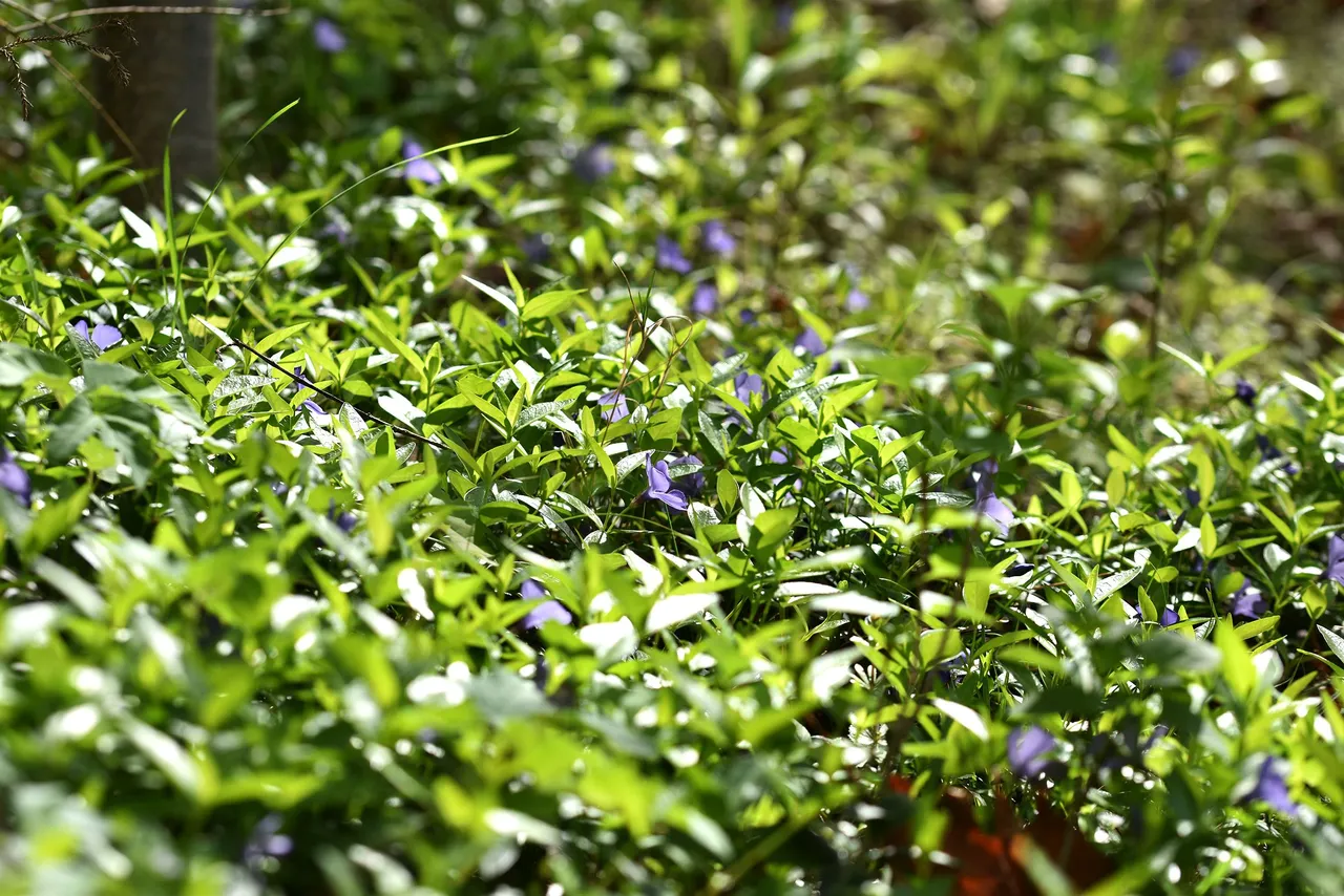 periwinkle orchard 10.jpg