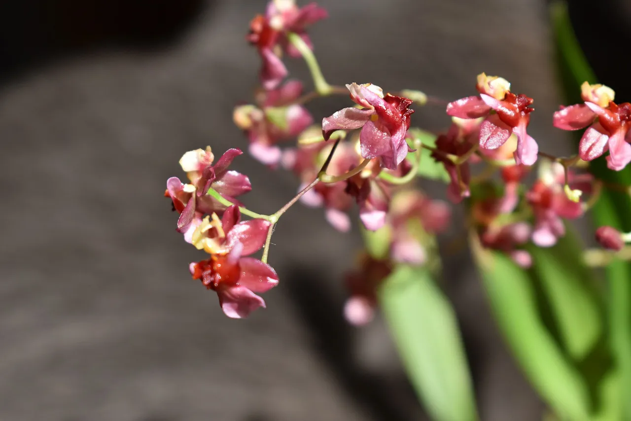 Oncidium Twinkle 1.jpg