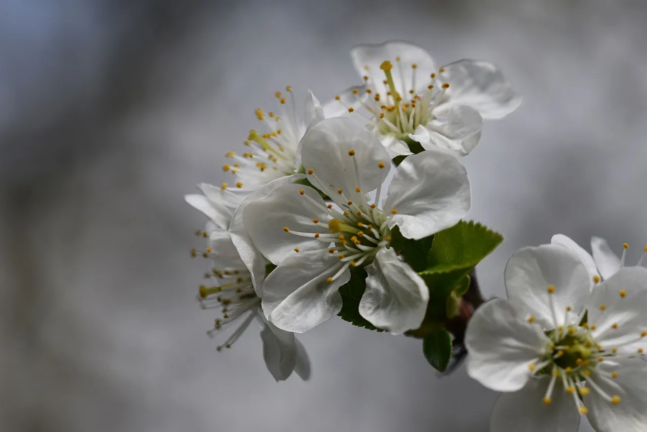 cherry blossoms pl 12.jpg