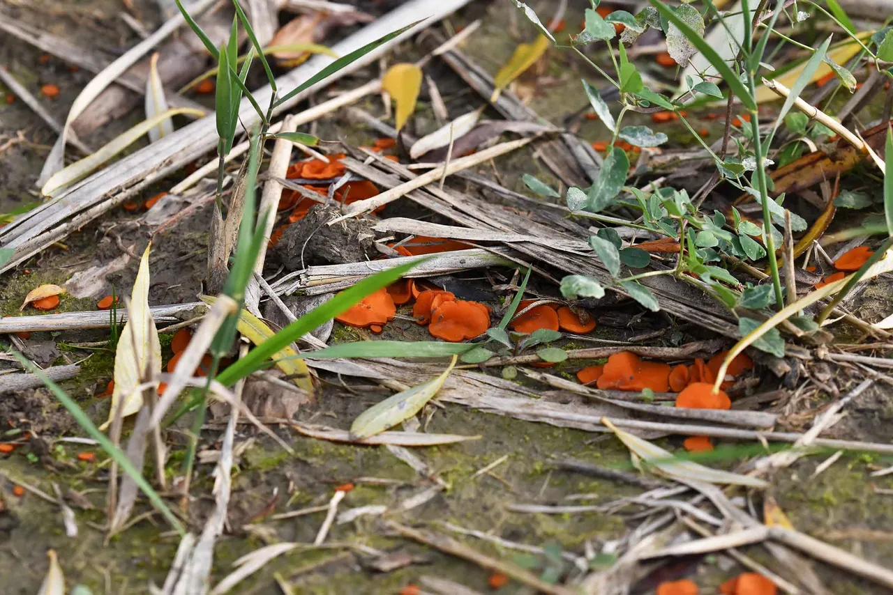 Scutellinia orange mushroom  10.jpg