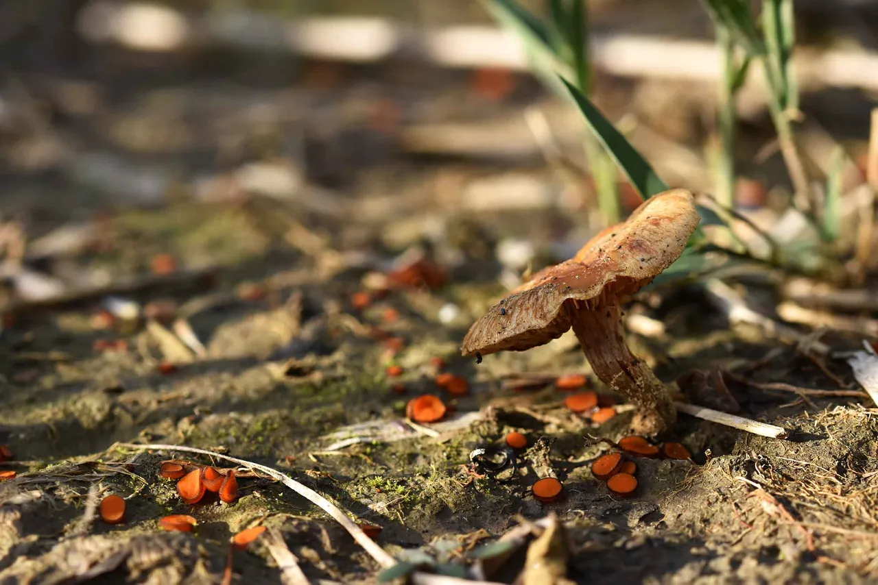 Scutellinia orange mushroom  8.jpg