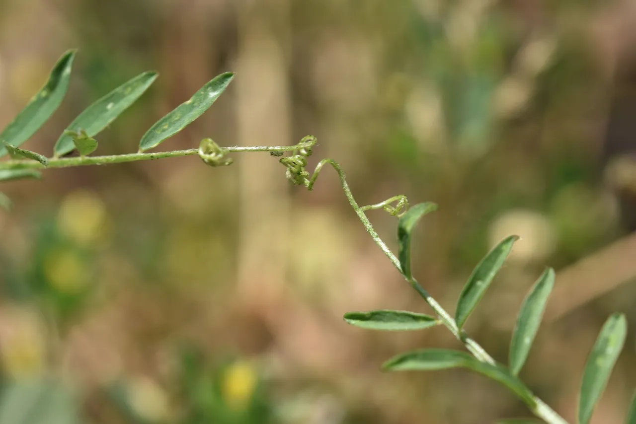 Vicia disperma widlflower 4.jpg