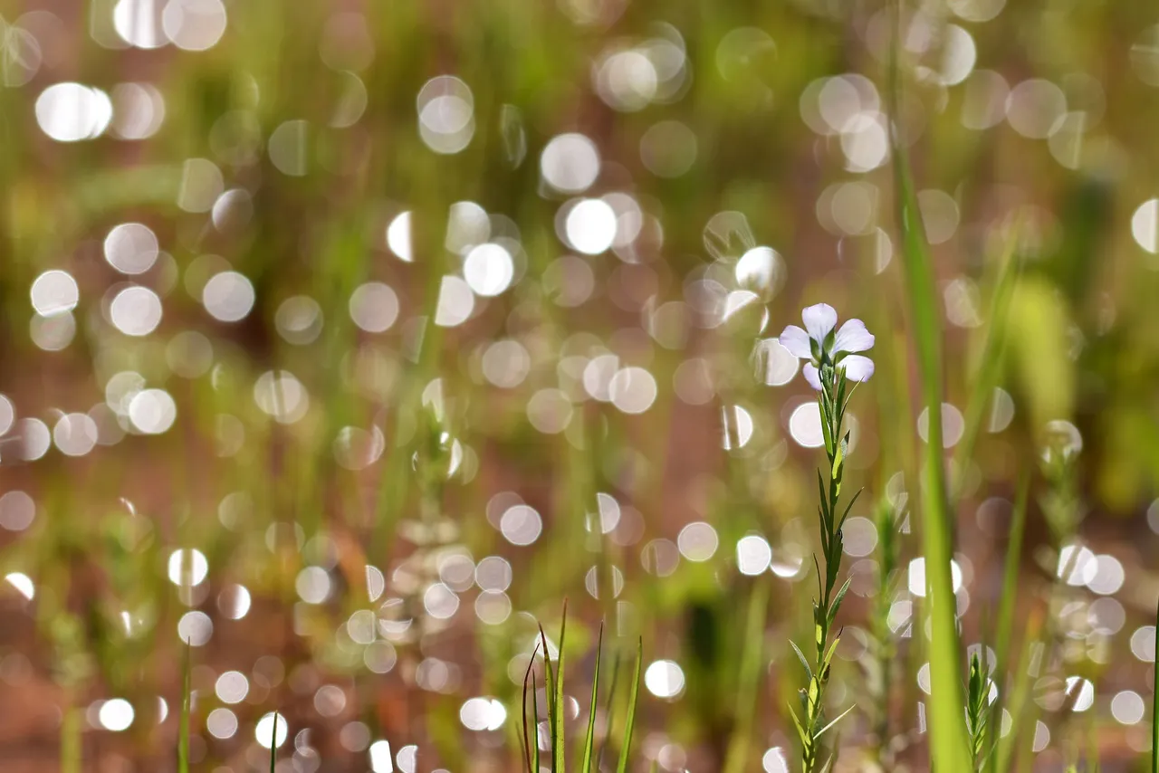 flax flower big bokeh 2.jpg