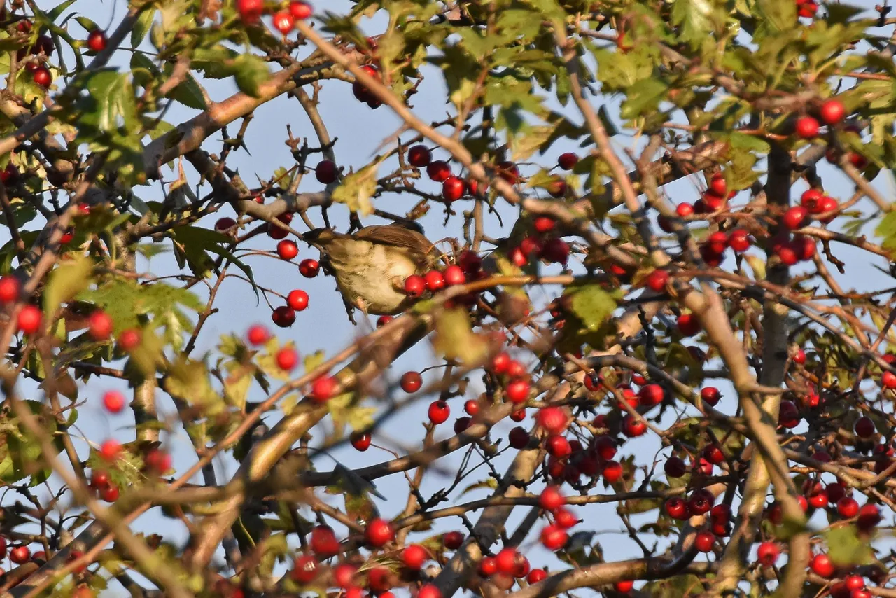 Robin Hawthorn tree pl 8.jpg