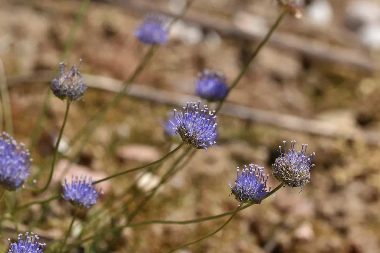 Jasione montana blue wildflower 1.jpg