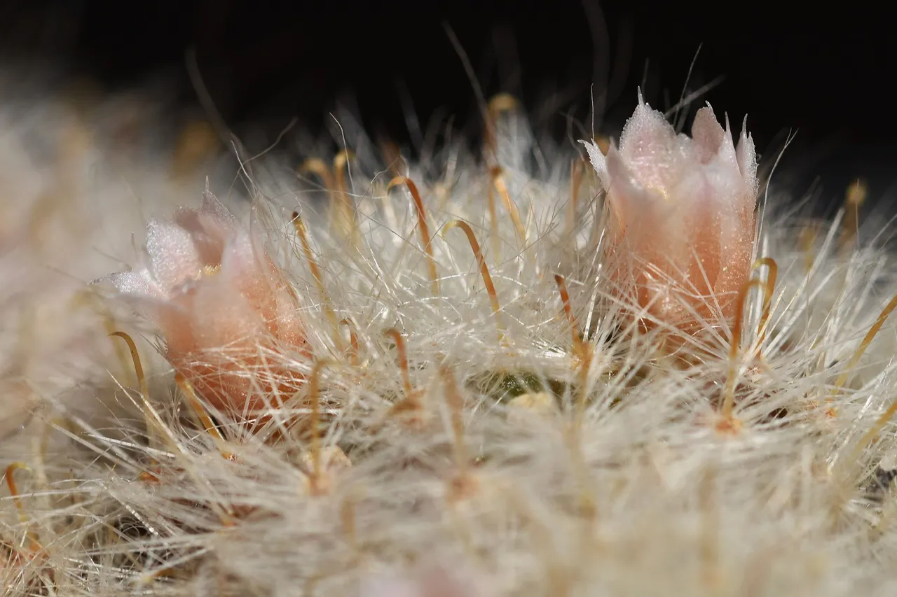 Mammillaria Glassii flowers 2021 9.jpg