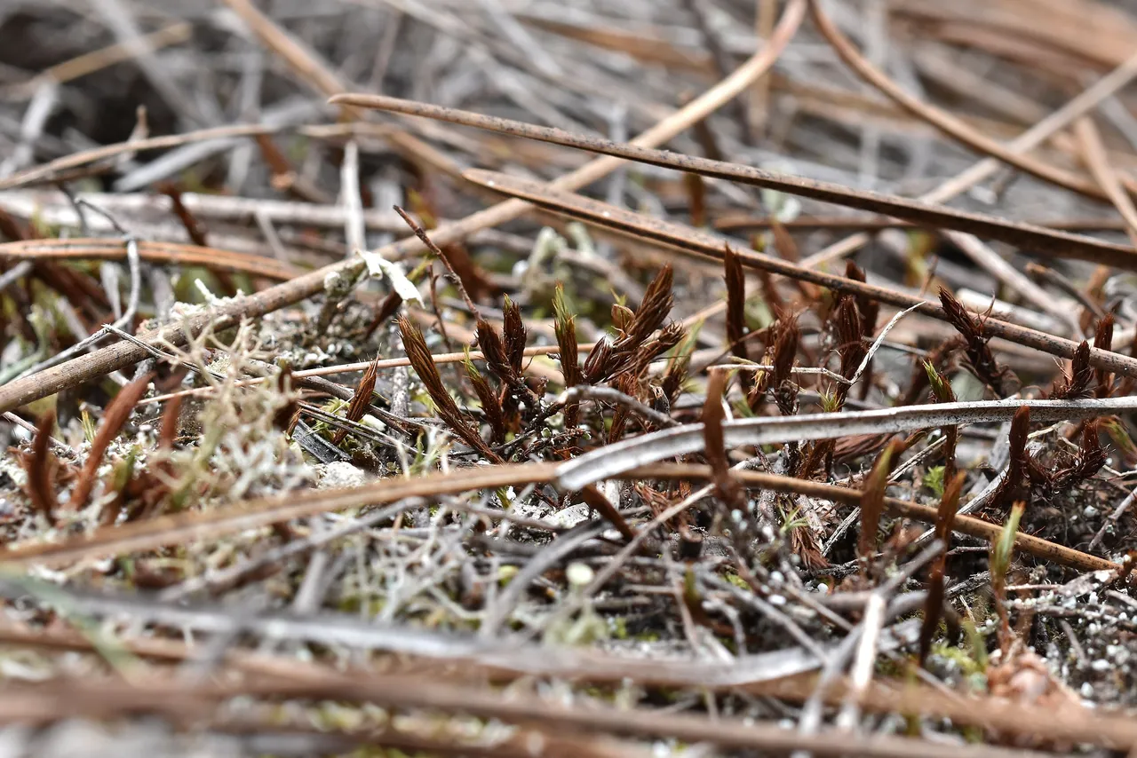 dry moss 2.jpg