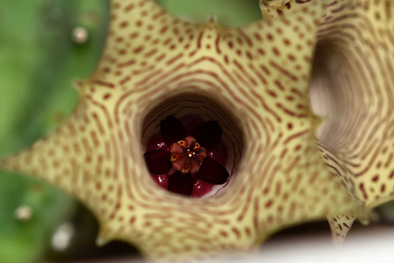 Huernia thuretii flower 2024 2.jpg