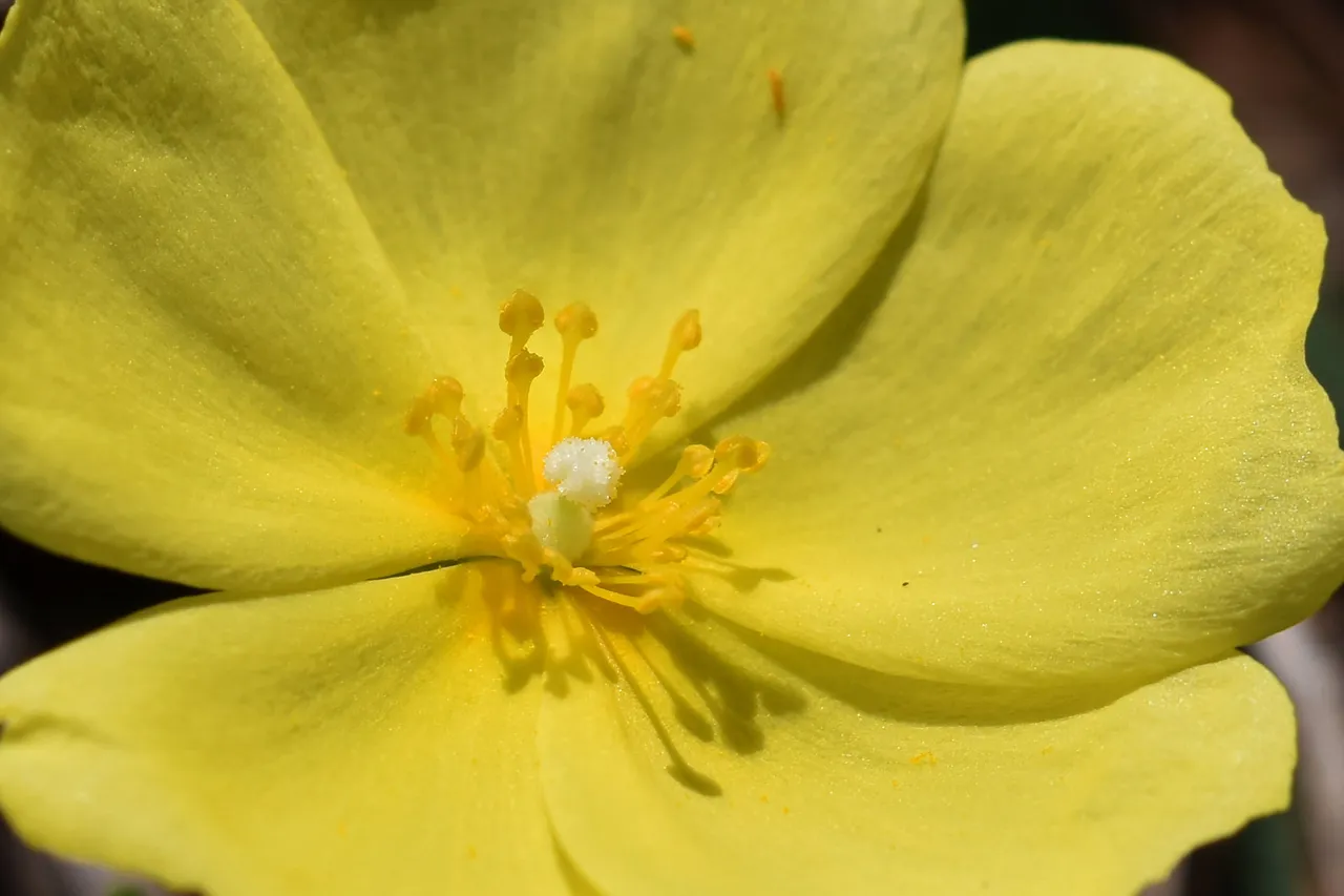 Halimium calycinum yellow cistus 7.jpg