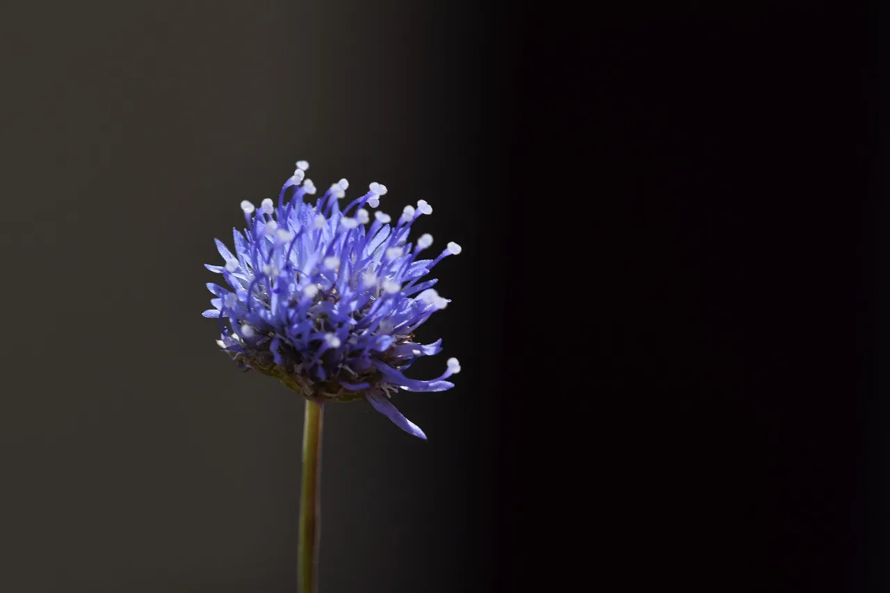Jasione montana blue wildflower 7.jpg
