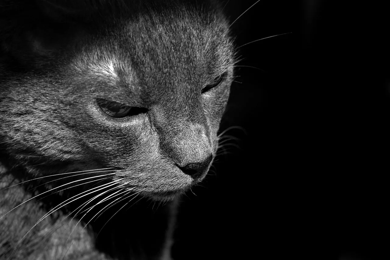 Suzi face bw .jpg