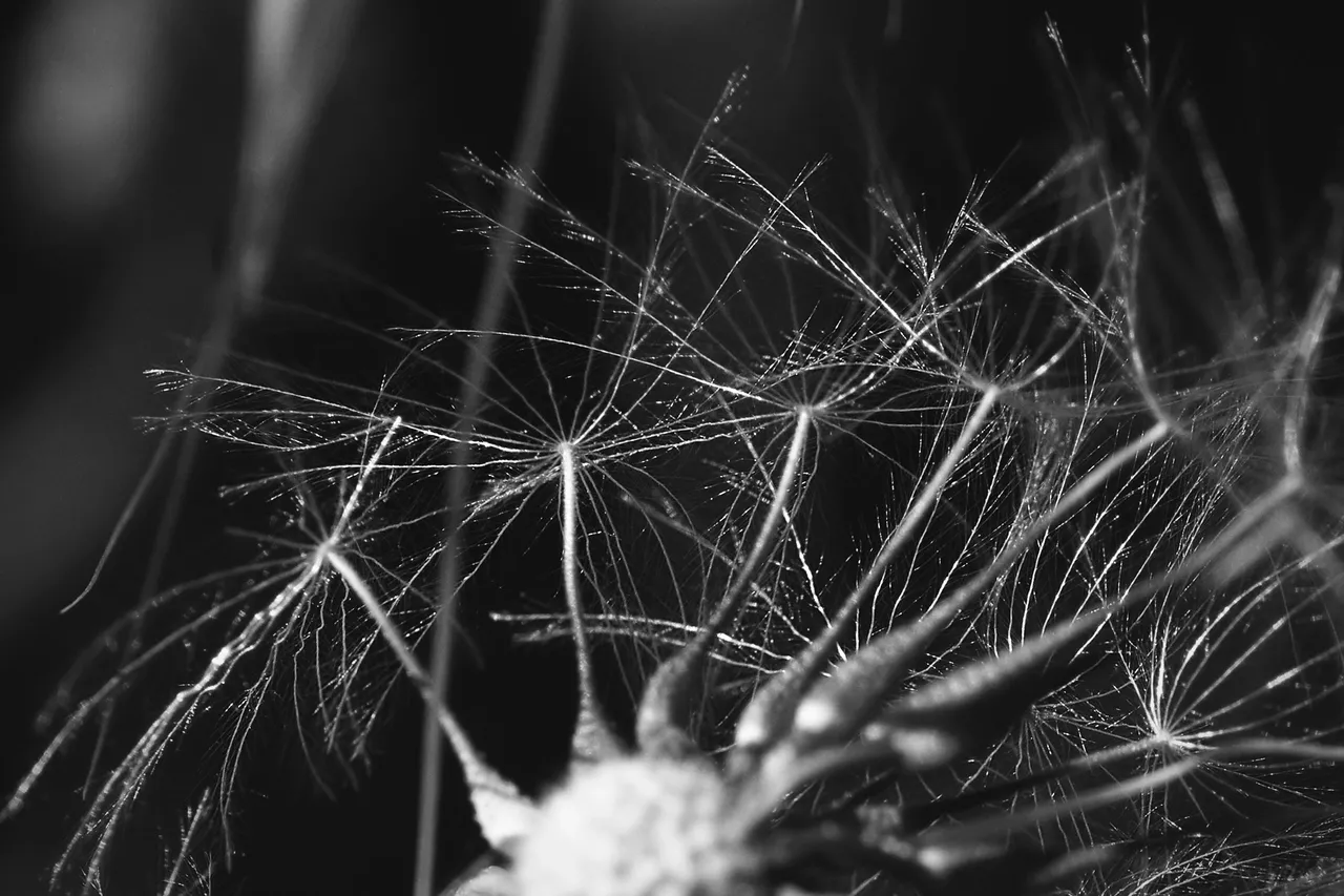 fluffy seeds bw 6.jpg