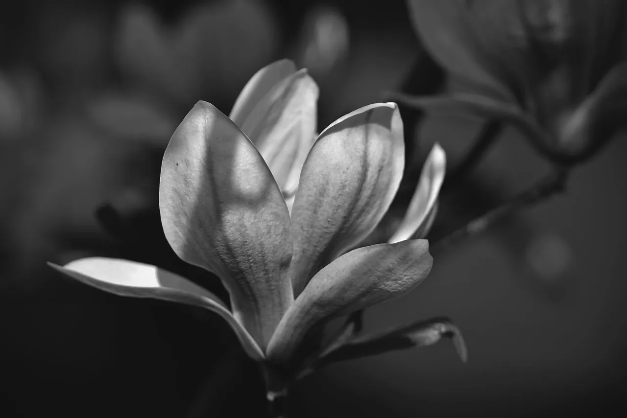 Magnolia flower bw 1.jpg