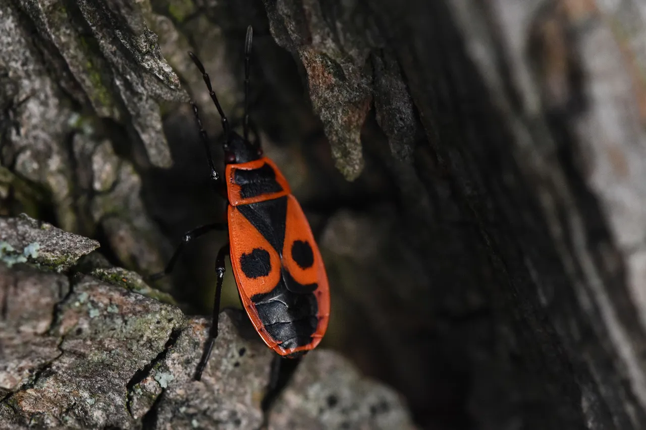 Firebug tree pl 2.jpg