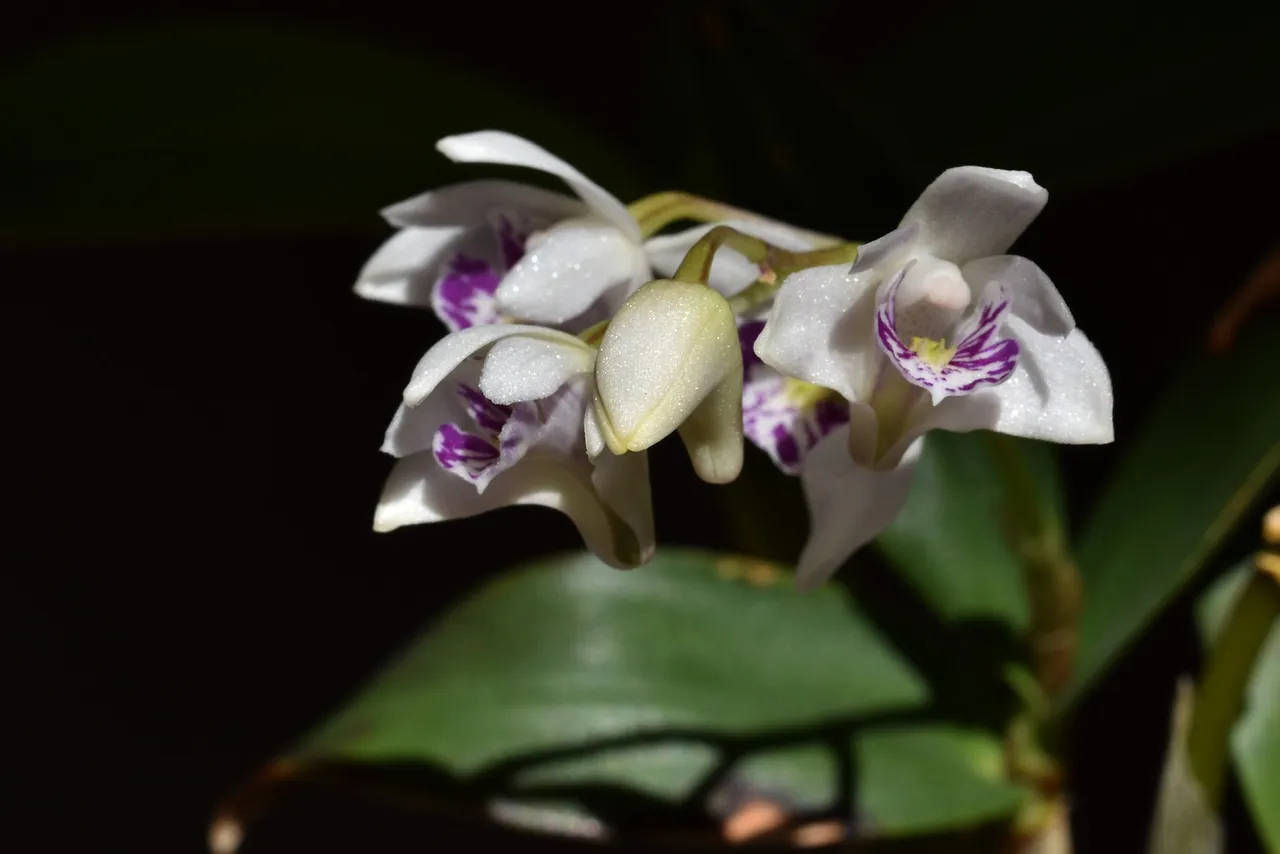 Dendrobium Kingianum var silcockii flowers 1.jpg