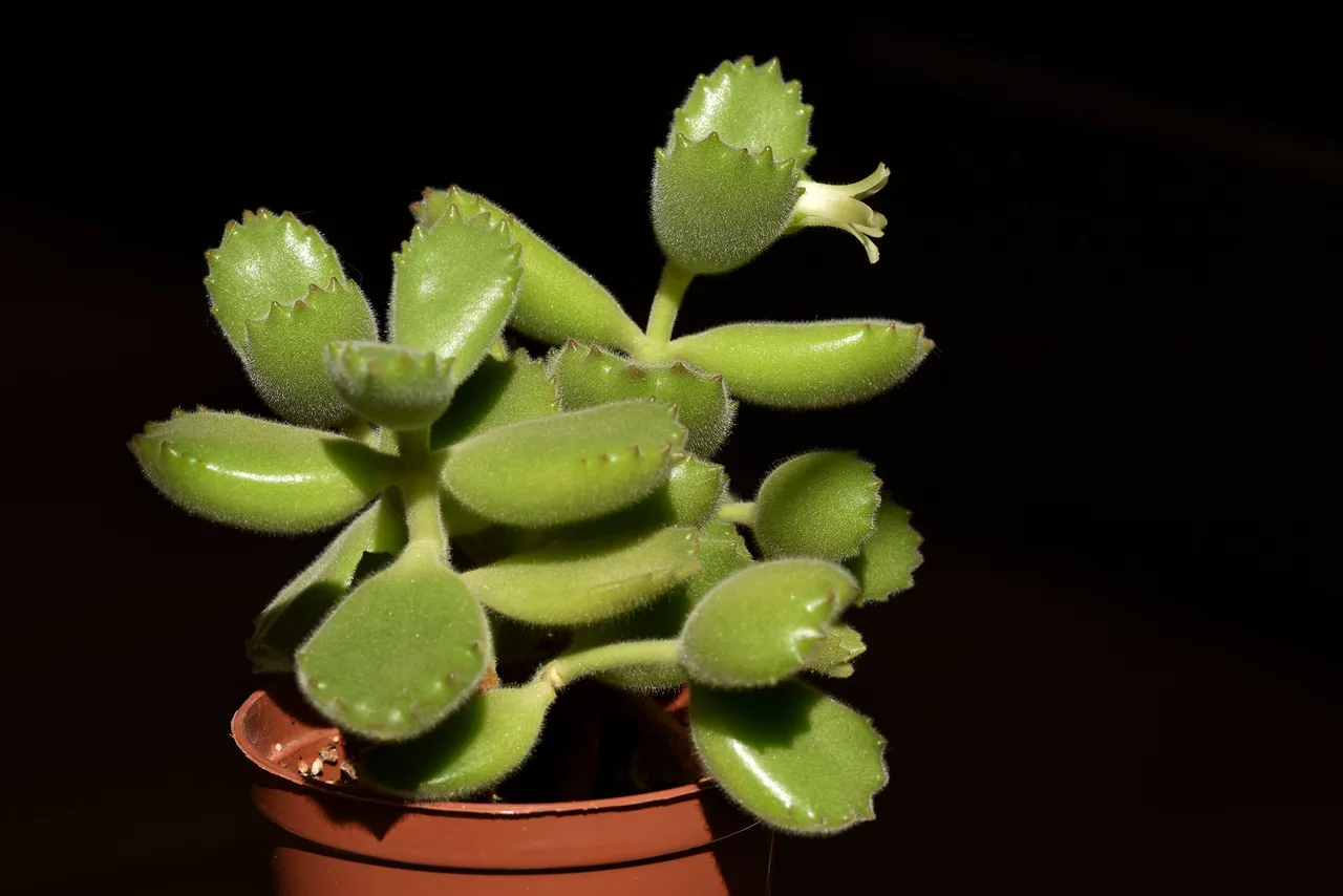 Cotyledon tomentosa flower 2021 7.jpg