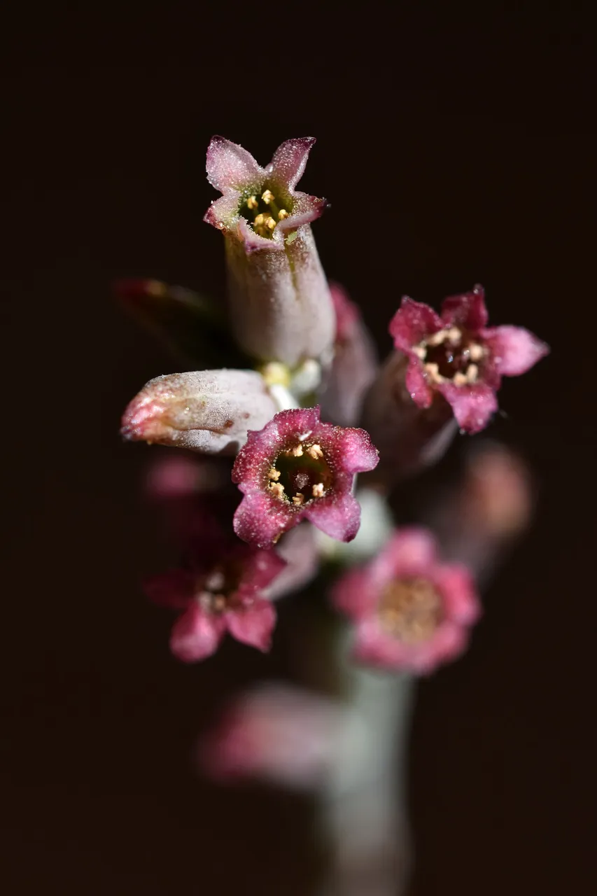 Adromischus cooperi flower 2022 9.jpg