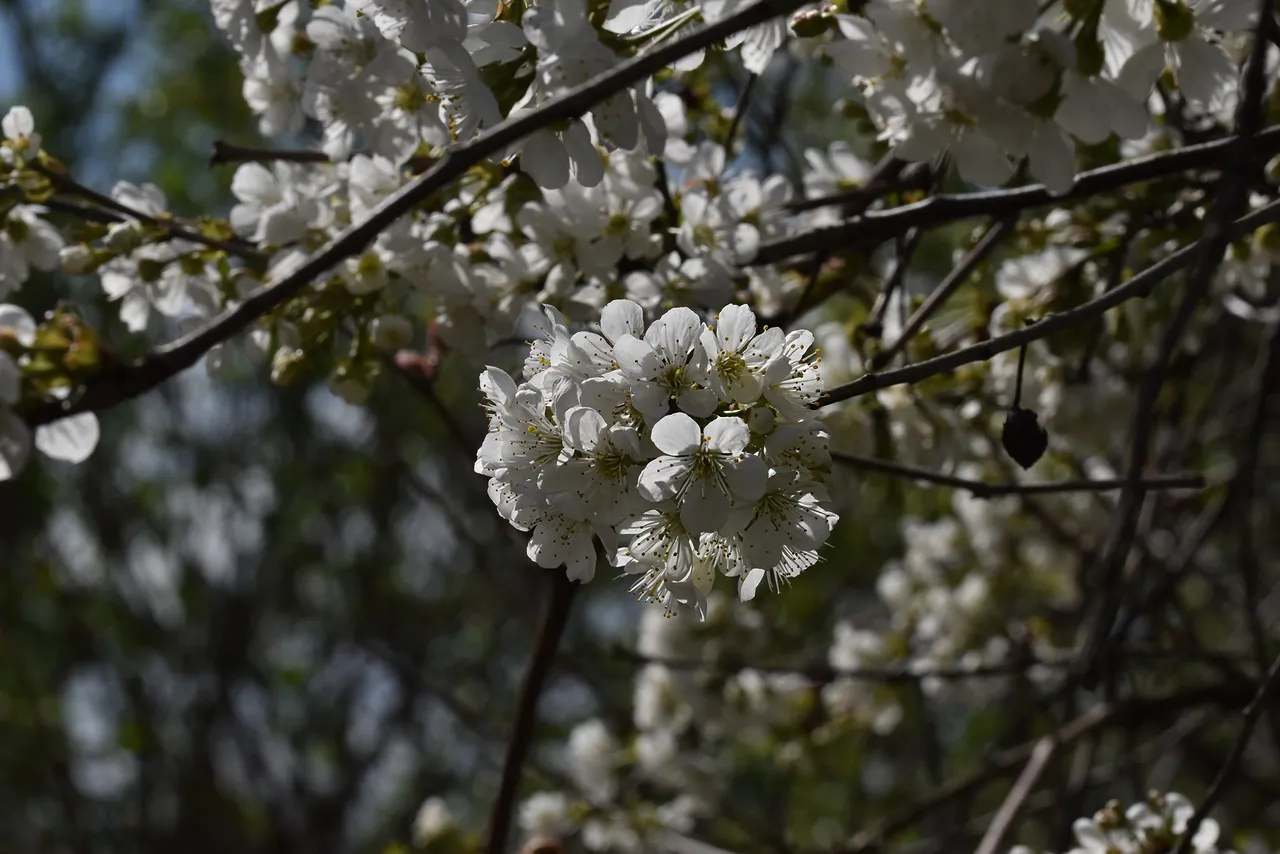 cherry blossoms pl 1.jpg