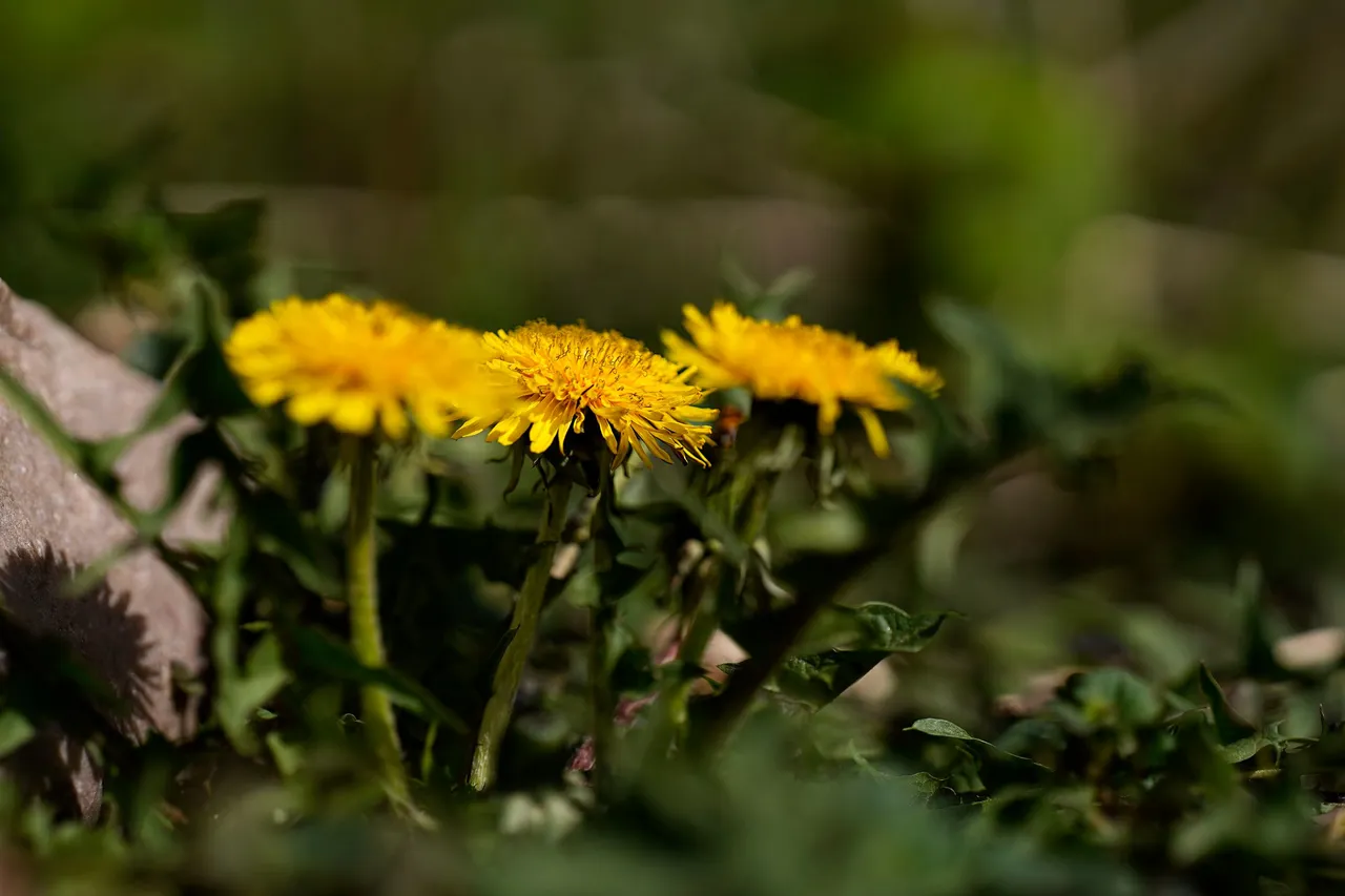 dandelion samyang 4.jpg