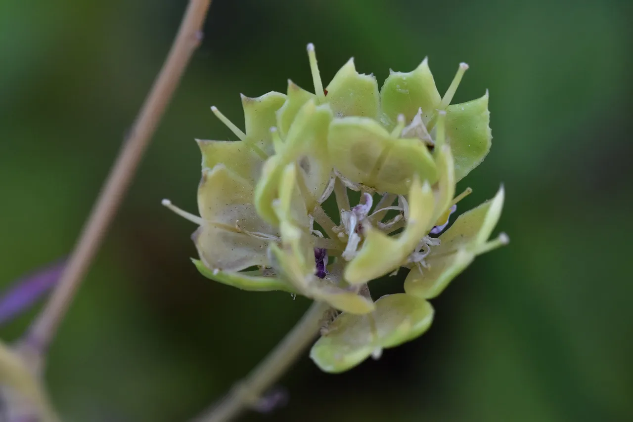 Candytuft seedpods dry 4.jpg