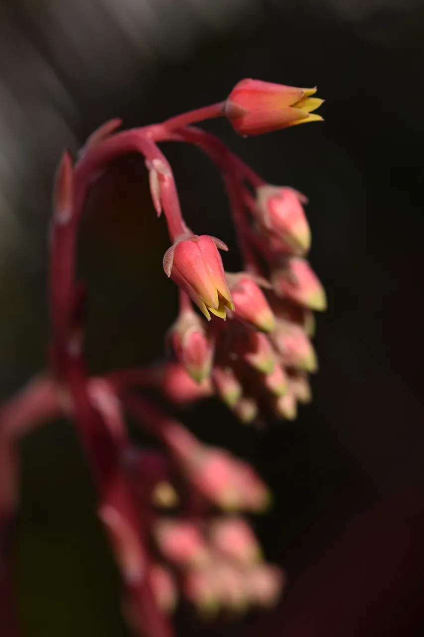 Echeveria agavoides flowers macro 2.jpg