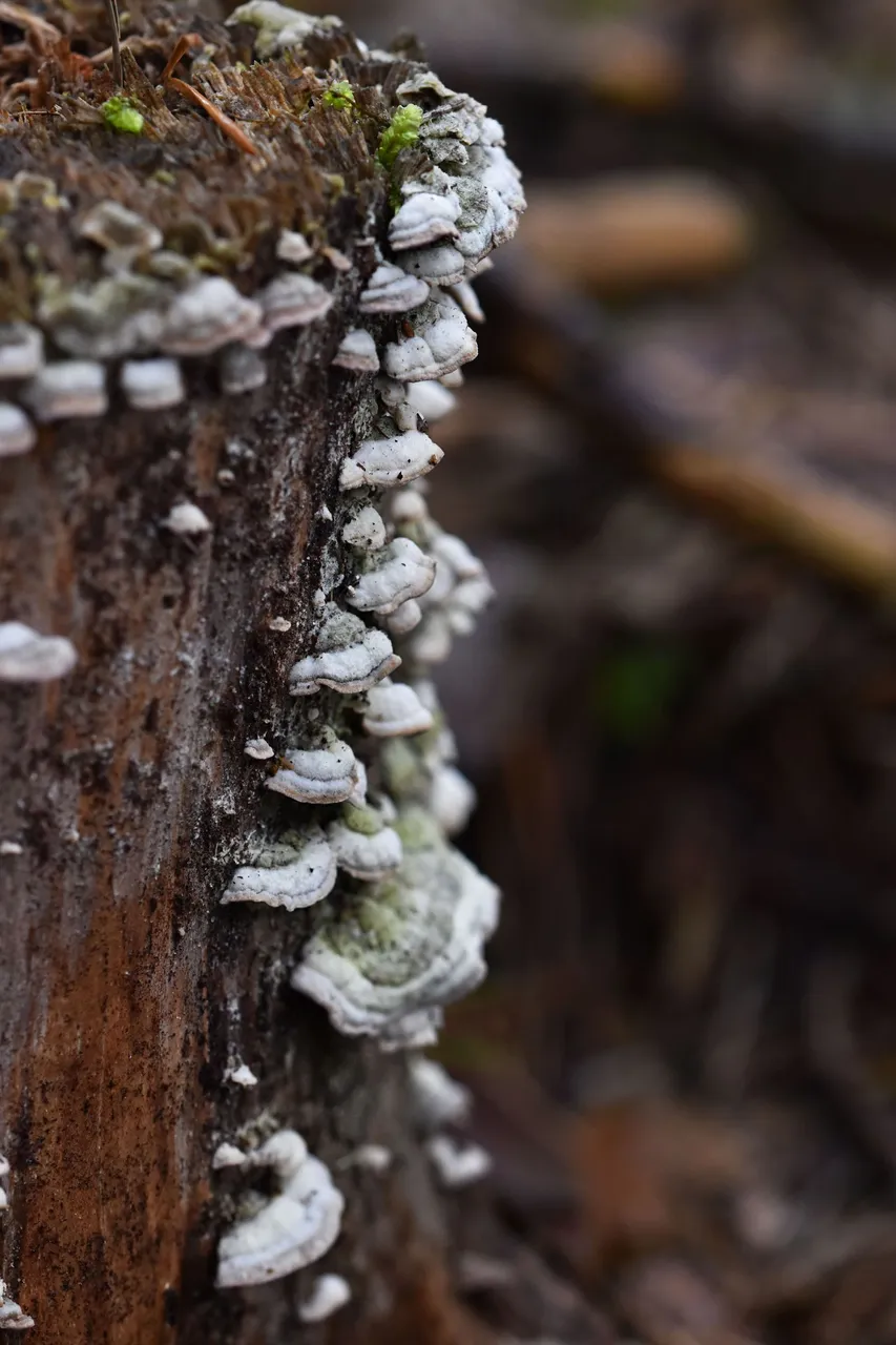 mushrooms stump pl 4.jpg