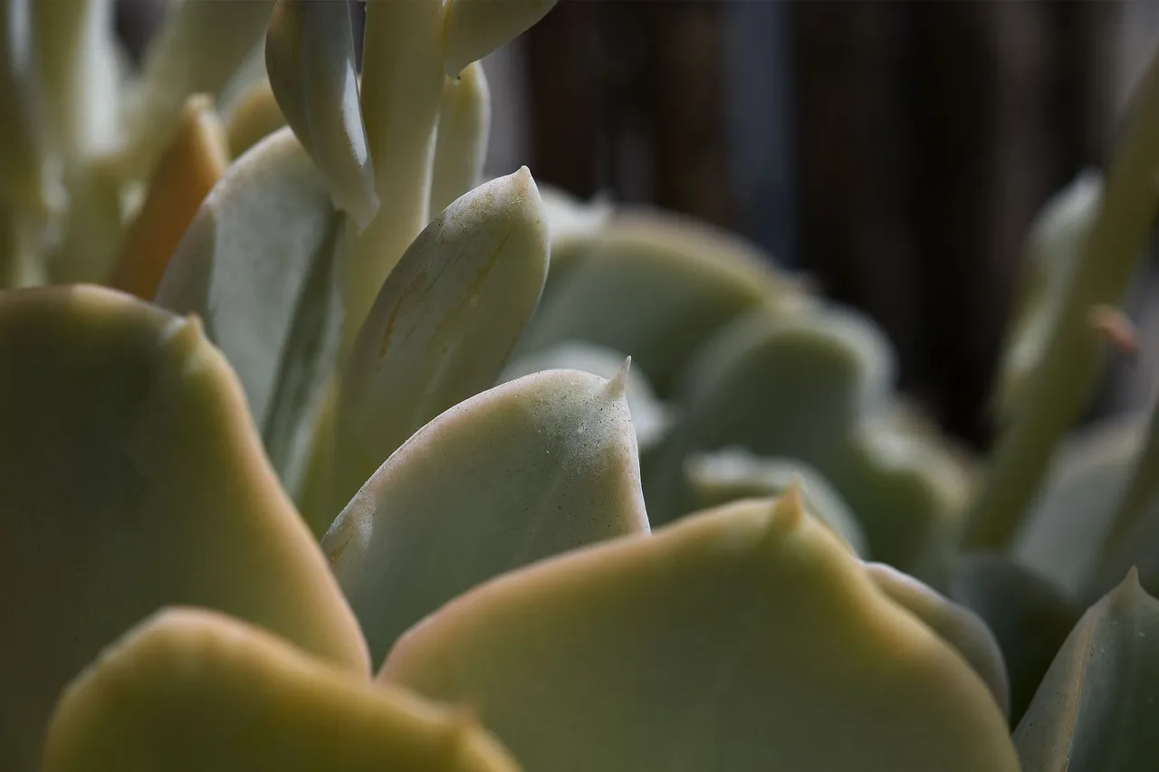 Echeveria runyonii topsy turvy 2022 flowers 12.jpg