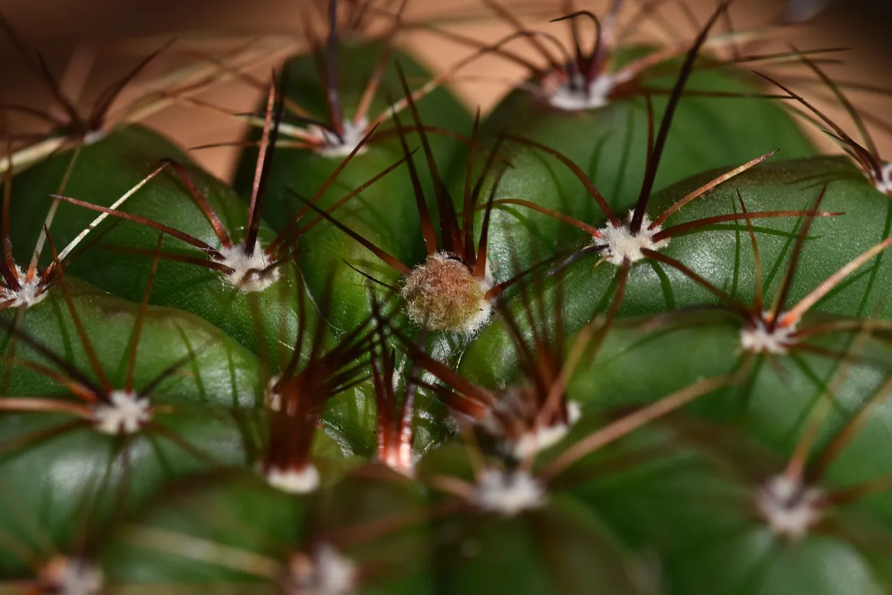Notocactus Ottonis flowers 2021 12.jpg