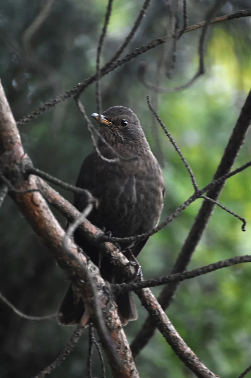 blackbird female pl 7.jpg