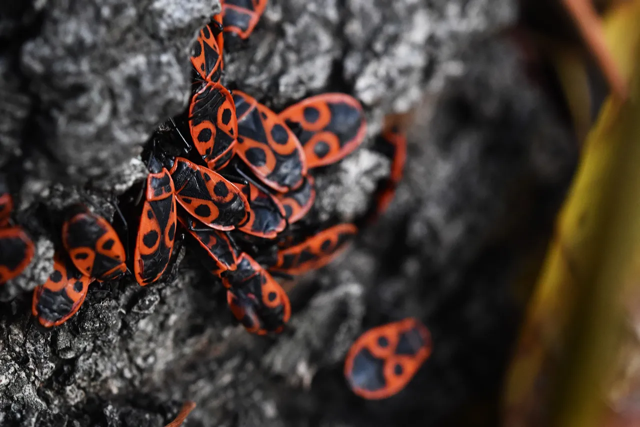 Firebug tree pl 4.jpg