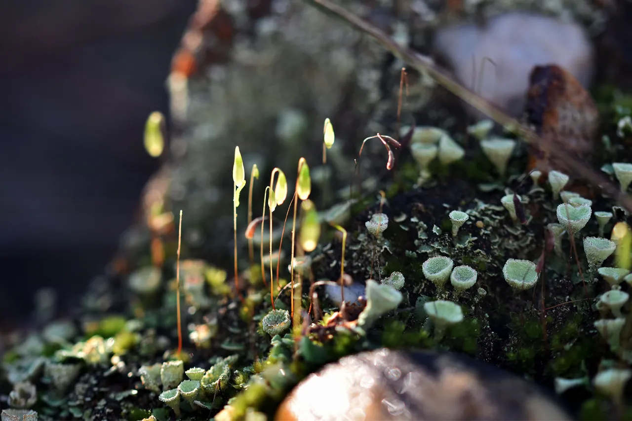Cladonia lichens moss macro 11.jpg
