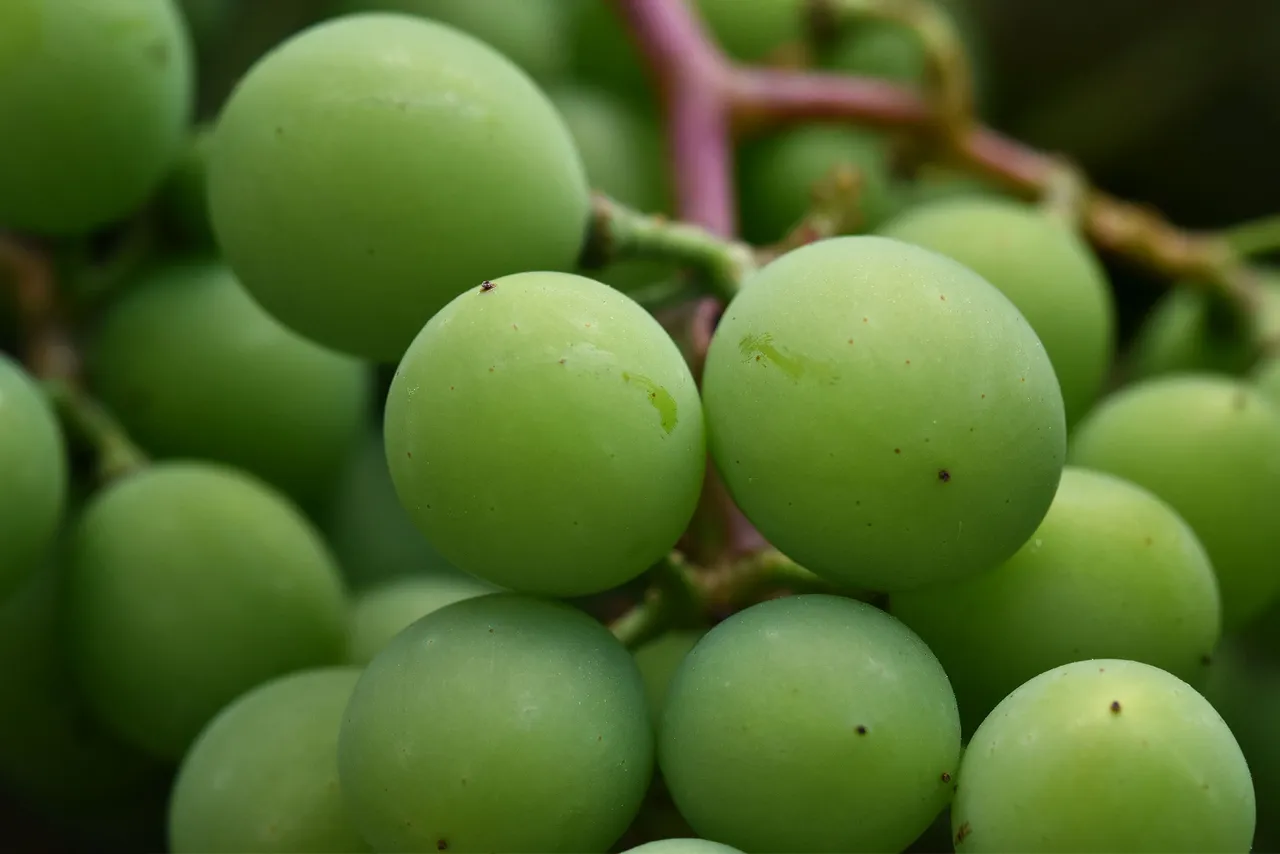 young grapes 1.jpg