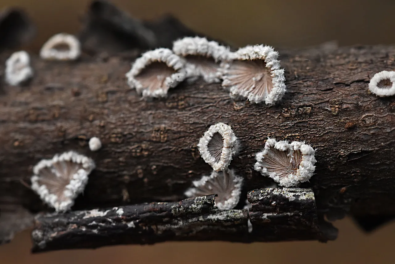white mushroom stick pl 1.jpg