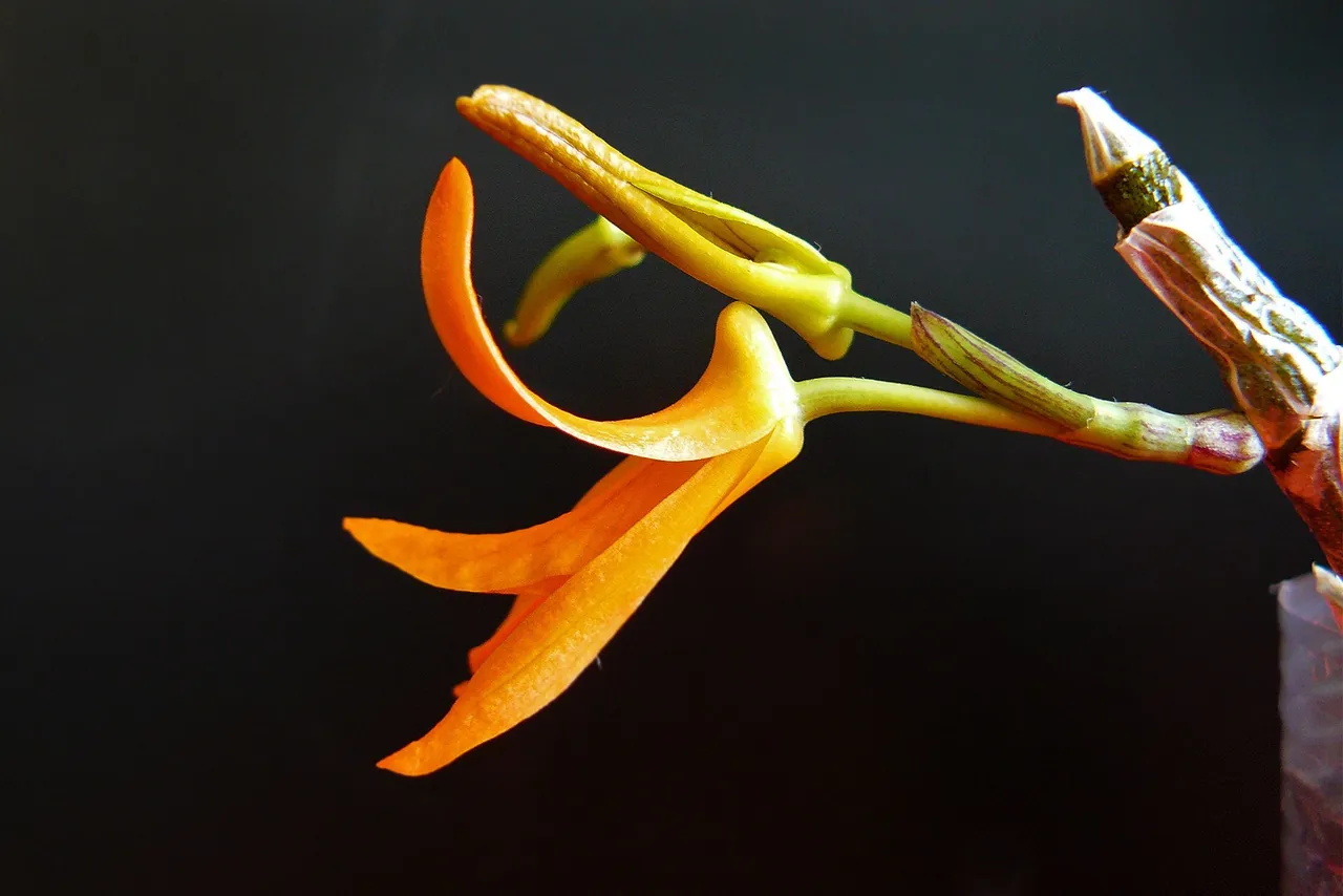 dendrobium dicksonii flower 6.jpg