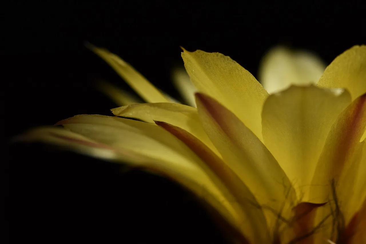 Yellow lobivia no ID thorns 6.jpg