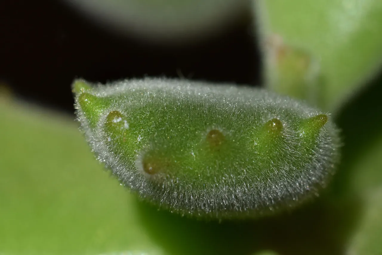 Cotyledon tomentosa flower 2021 6.jpg