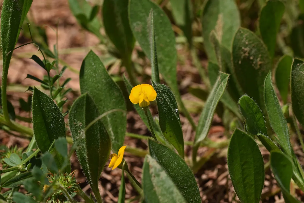 Single-flowered Scorpiurus yellow wildflower 6.jpg
