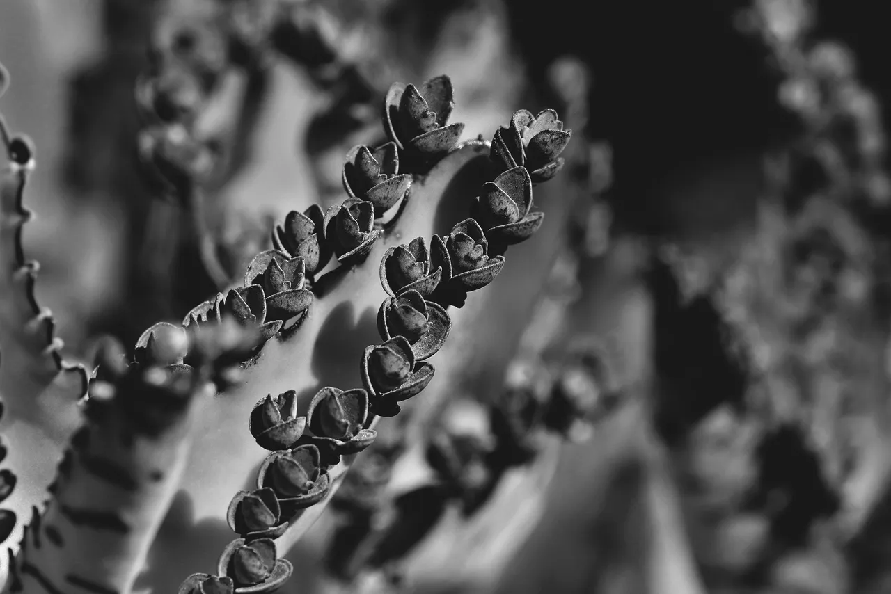 kalanchoe daigremontiana leaves bw 9.jpg