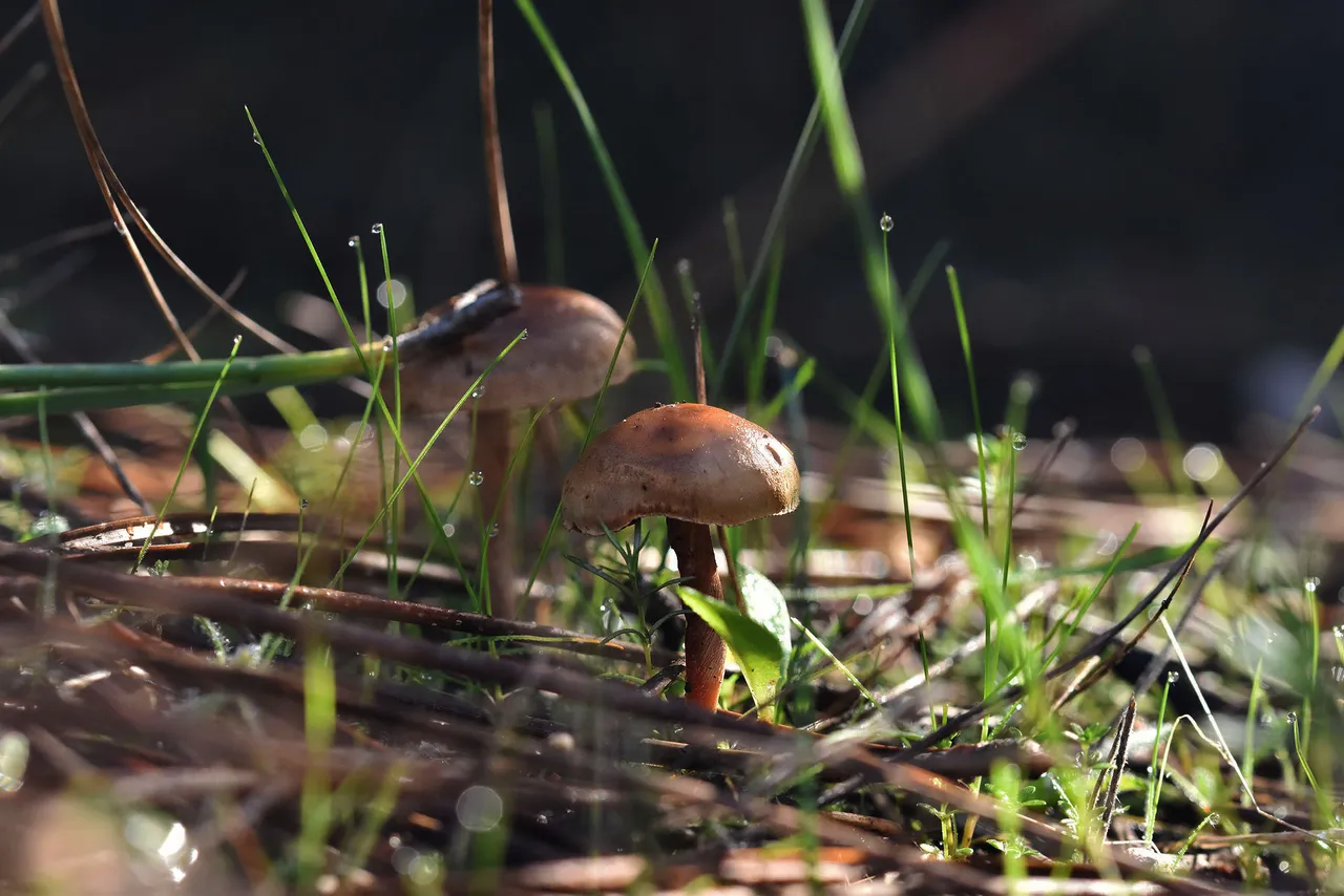 small mushrooms park 7.jpg