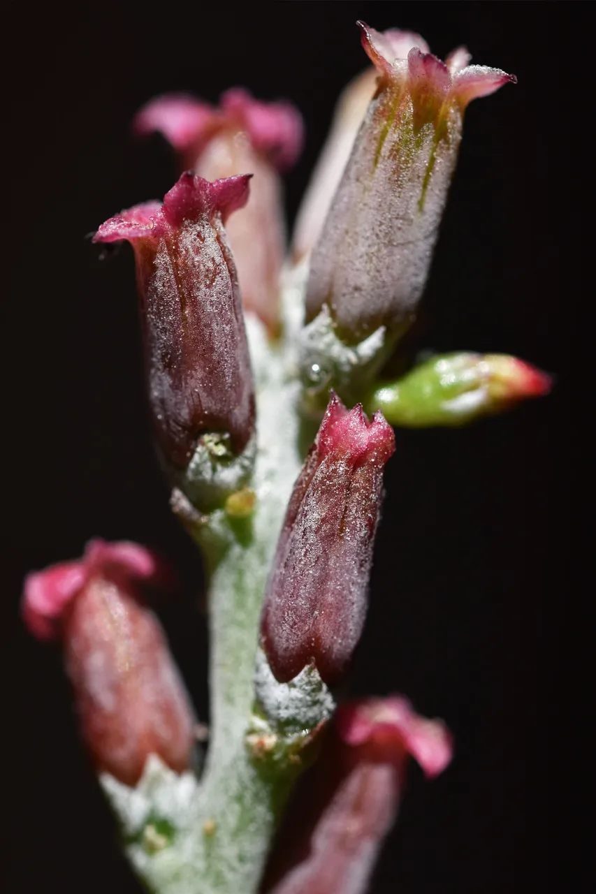 Adromischus cooperi flower 2022 7.jpg
