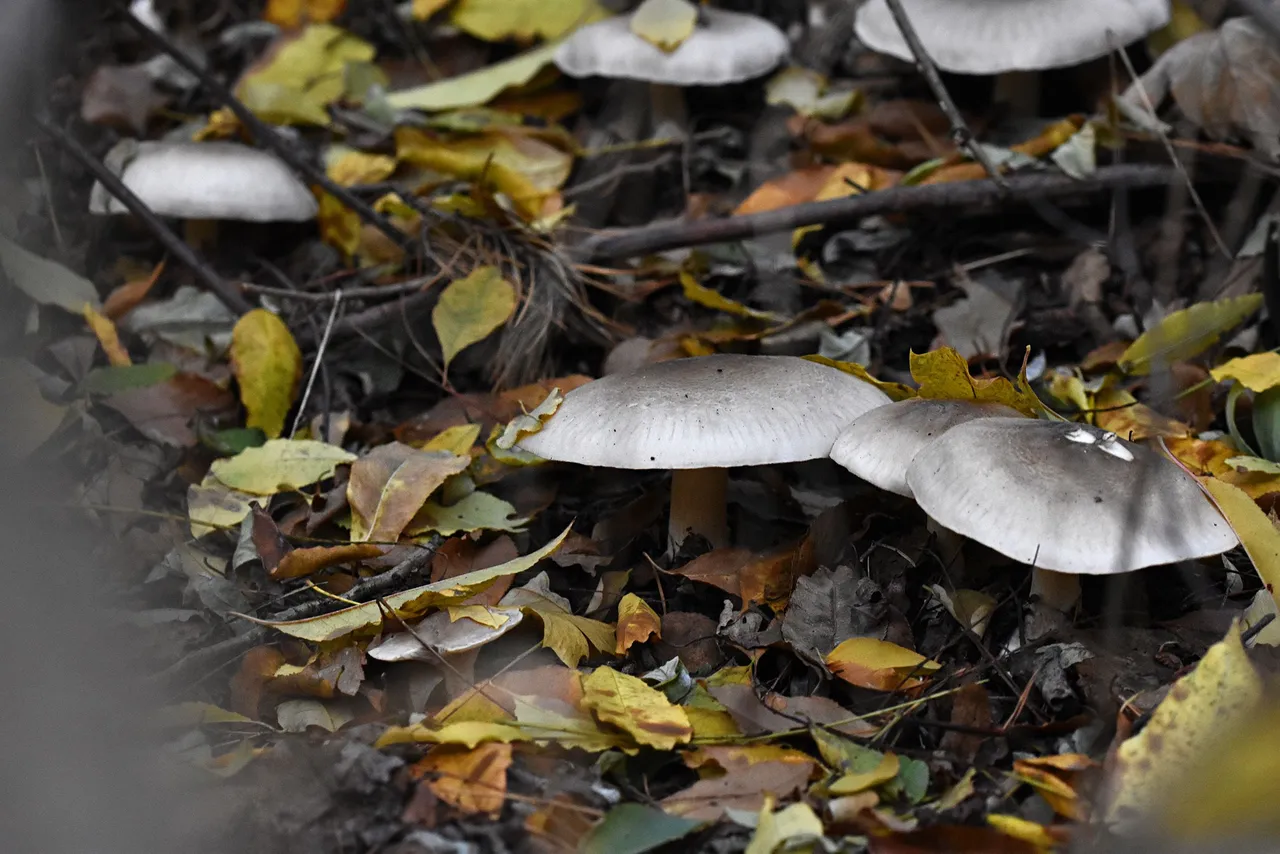 silver mushrooms pl 2.jpg