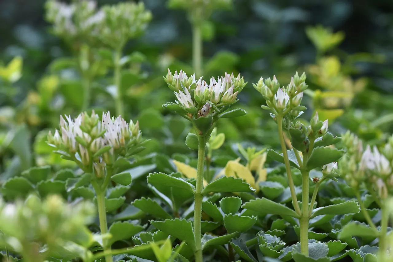 sedum spurium garden 6.jpg