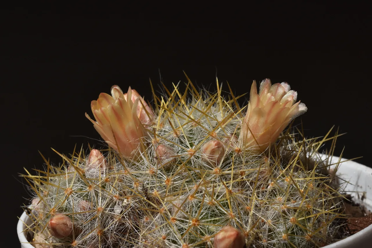 Mammillaria prolifera peach flower .jpg