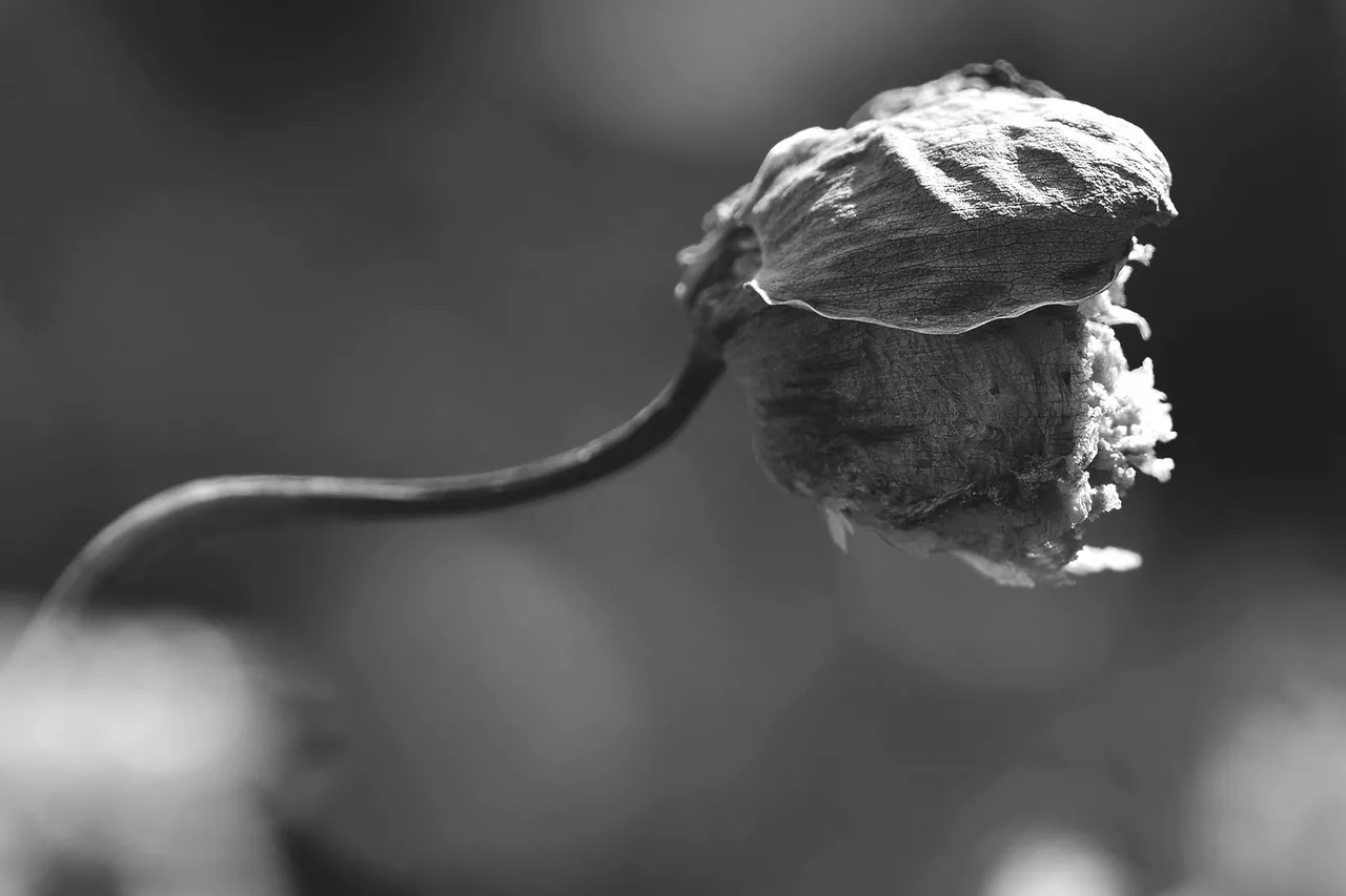 seedpod drystuff bw 2.jpg