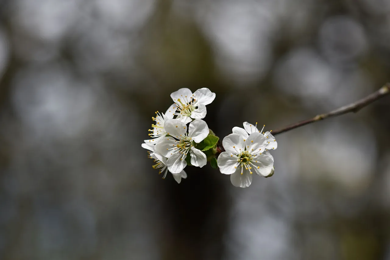 cherry blossoms pl 11.jpg