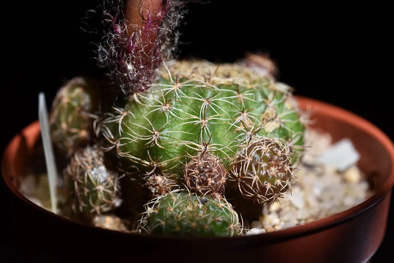 Lobivia Arachnacantha yellow 2021 5.jpg