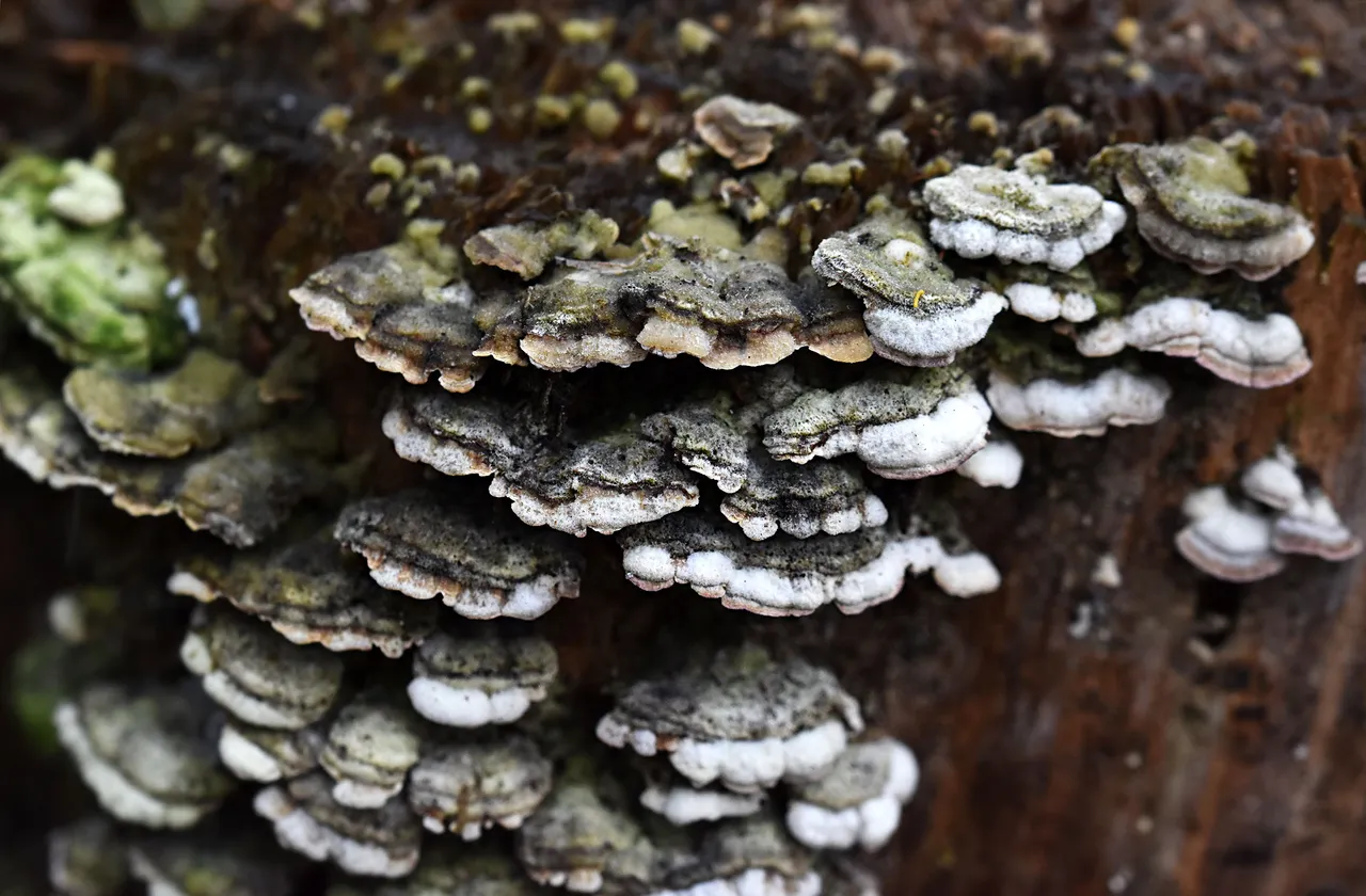 mushrooms stump pl 2.jpg