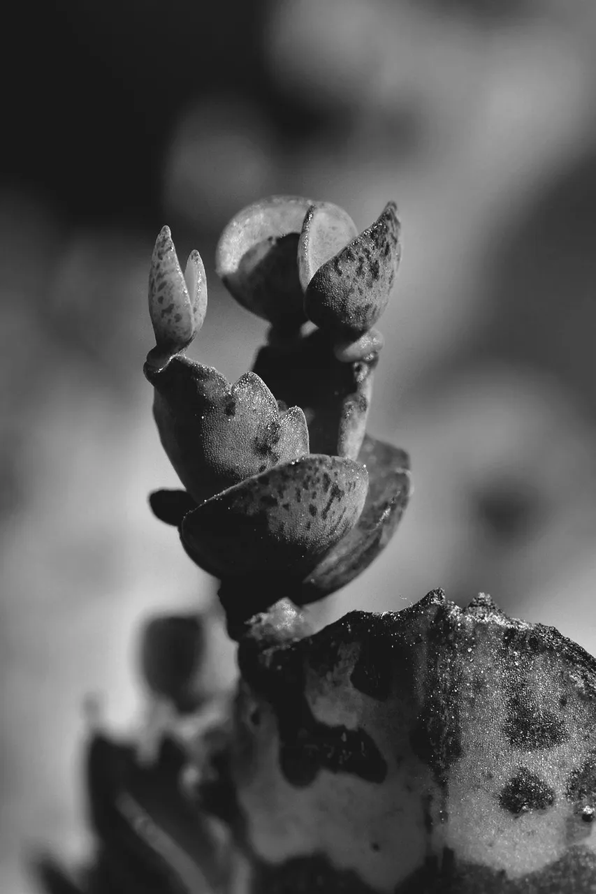 kalanchoe daigremontiana leaves bw 3.jpg