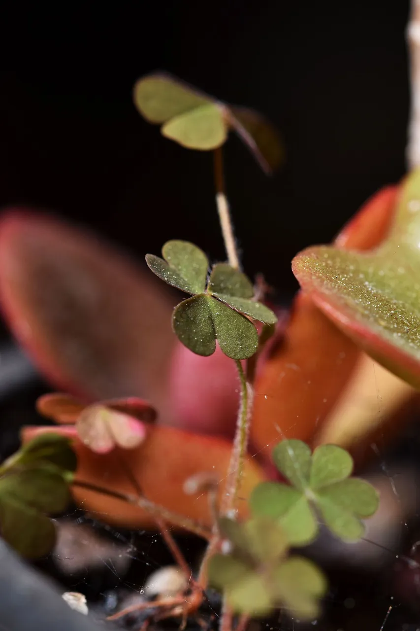 kalanchoe blossfeldiana 2023 13.jpg